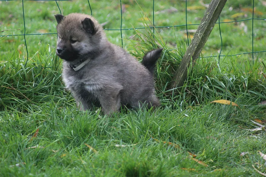 Élevage d’Eurasier près de Tours
