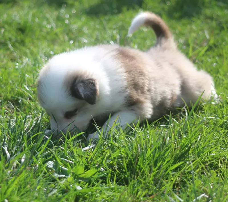 Pension pour chien près de Tours