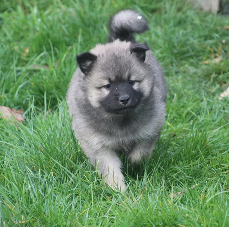 eurasier (2)