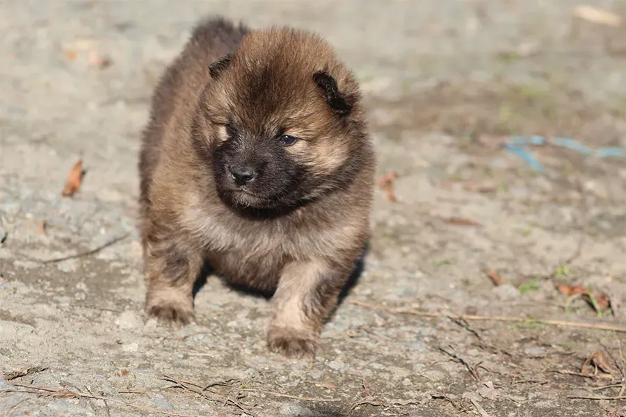 Chiot Eurasier près de Tours