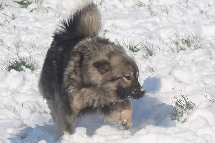 eurasier (10)