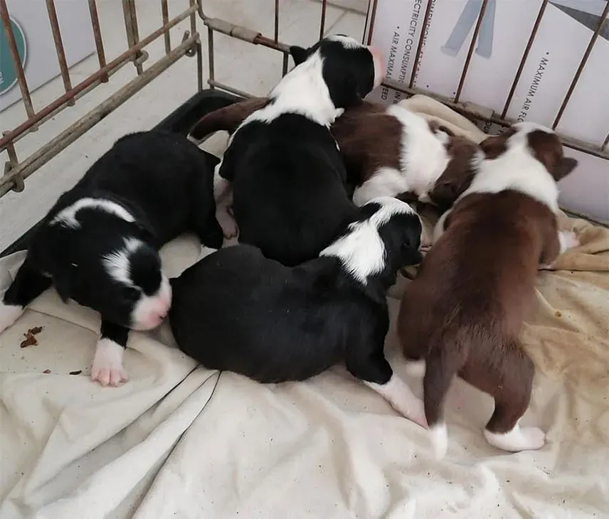 Pension canine près de Tours