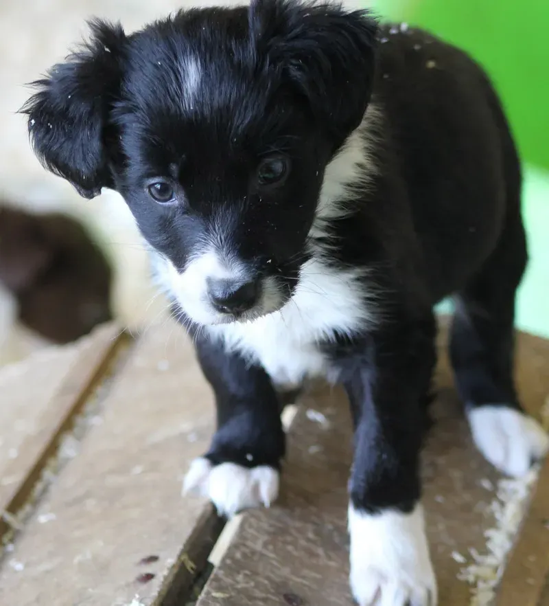 Border Collie près de Tours