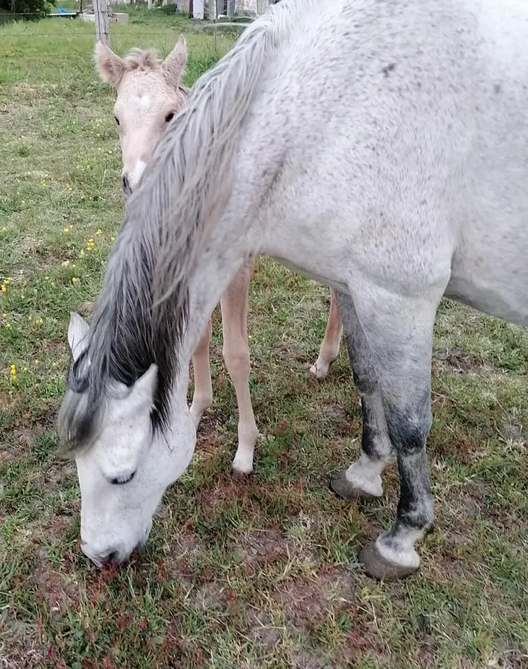 Élevage de poneys près de Tours