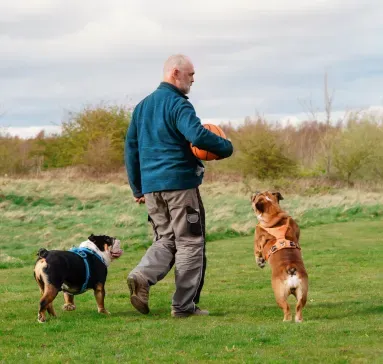 Garde de chien près de Tours